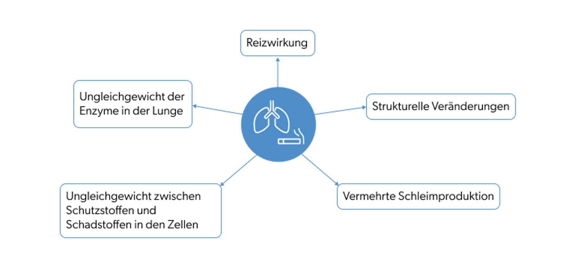 Rauchen trägt durch verschiedene Mechanismen zur Entstehung von COPD bei